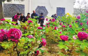 绘家每日资讯 ▏长安公园牡丹进入盛花期，事业单位招聘报名(图2)