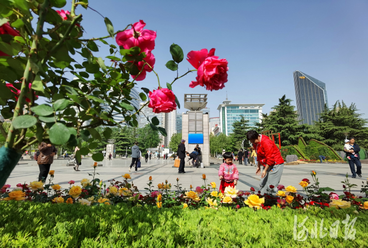 绘家每日资讯 ▏石家庄月季花展五一开展，垃圾分类行动起来(图1)